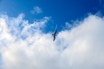 Fototapeta na wymiar bird and plane trail flying alone in cloudy blue sky