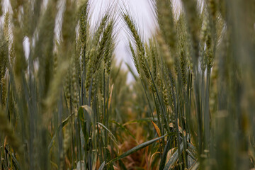 Wheat plantation in the field at dusk
