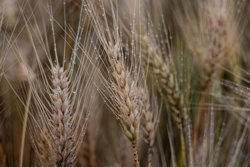 Wheat plantation in the field at dusk