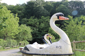 swan on the lake