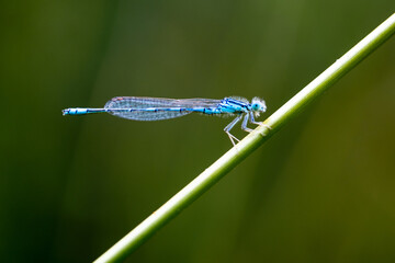 A single blue dragonfly on a green leaf with a green blurred background