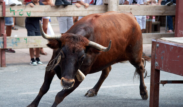 Toro marr&oacute;n con cabeza negra dando vuelta al tablado