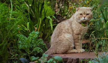 orange cute cat sitting in a green garden on a walkway on a summer day selective focus