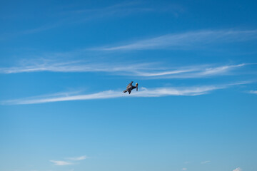 An isolated pelican flying on Runaway Bay beach (Jamaica).