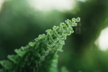 Fototapeta premium close up of fern leaf