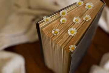 Vintage book with fresh daisies flowers on the table in the arms of a sweater