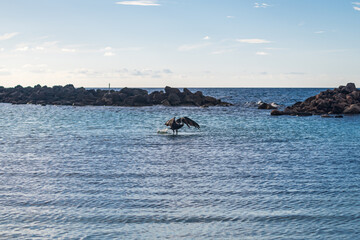An isolated pelican flying on Runaway Bay beach (Jamaica).