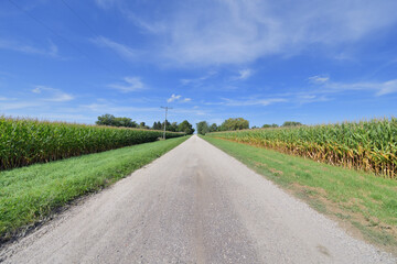A dirt road splices through cornfields in rural northeastern Illinois. The scene underscores the abundant agriculture in Illinois and the Midwestern United States. 