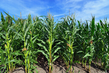 Neat rows of mature corn stalks grace a cornfield in northeastern Illinois.