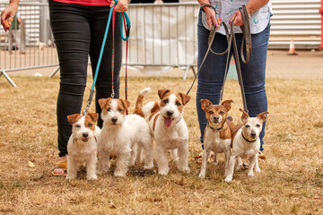 portrait of five cute jack russell terrier show dogs being held on leads by two owners, lined up in size order, all looking at the camera