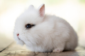cute little white rabbit