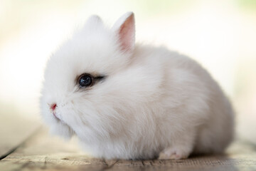cute little white rabbit