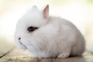 Obraz premium cute little white rabbit