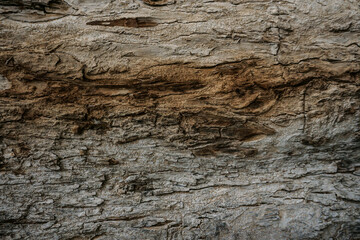 Texture of bark in the natural park,tree texture abstract for background