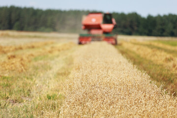 combine harvester driving through field collecting grain in summer. Harvesting of early grains and winter wheat. Agricultural machinery rides to camera collecting wheat. Cultivation of organic wheat.