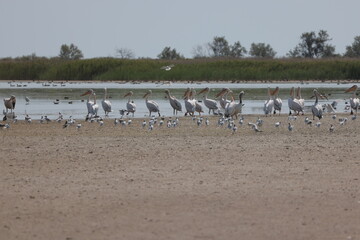 Flock Of Pelicans On The Estuary. Bessarabia, Ukraine