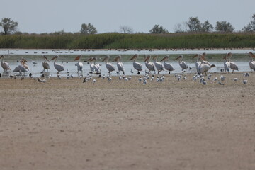 Flock Of Pelicans On The Estuary. Bessarabia, Ukraine