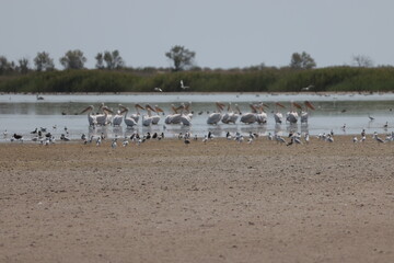 Flock Of Pelicans On The Estuary. Bessarabia, Ukraine