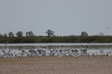 Flock Of Pelicans On The Estuary. Bessarabia, Ukraine