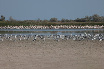 Flock Of Pelicans On The Estuary. Bessarabia, Ukraine