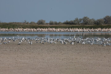 Flock Of Pelicans On The Estuary. Bessarabia, Ukraine