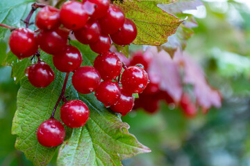 Wet red viburnum. Berries close up.