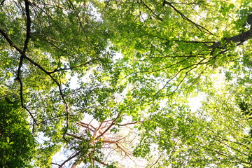 新緑と太陽の木漏れ日森林浴