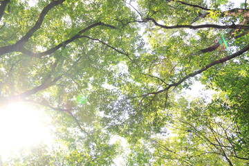 新緑と太陽の木漏れ日森林浴