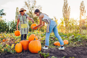 Farmers pick pumpkins in autumn field at sunset. Mother and adult daughter harvest vegetables in...