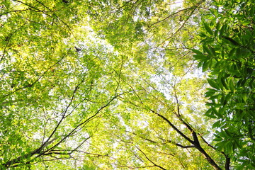 新緑と太陽の木漏れ日森林浴
