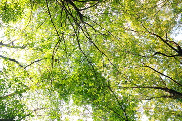 新緑と太陽の木漏れ日森林浴