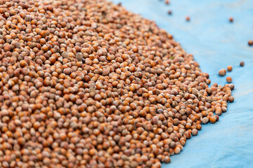 Hazelnut harvest. Hazelnuts harvested in autumn