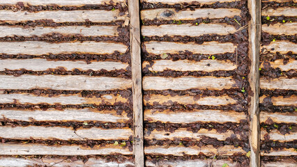Wooden logs lie horizontally on the ground in one row, side view or frome above. Perspective view of peeled logs, texture, background.
