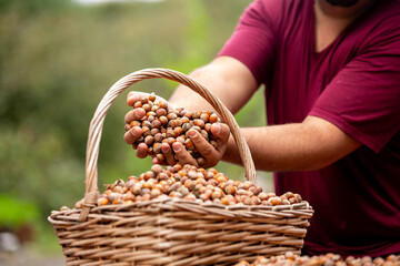 Hazelnut harvest to produce nut oil. Hazelnut harvest. Hazelnuts harvested in autumn
