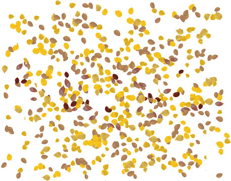 Birch Leaves Are Seen Falling In Autum In An Illustration That Is Transparent And Isolated.