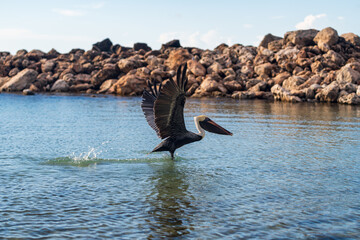Fototapeta premium An isolated pelican in Runaway Bay beach (Jamaica).