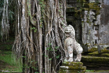 Fototapeta na wymiar Lion Guardian Statue and Banyan Tree at Preah Khan Angkor Temple, Siem Reap