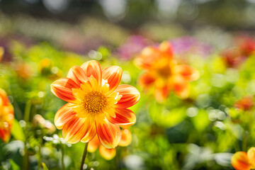 Selective focus on orange, yellow and red Dahlia head, it is a genus of bushy, tuberous, herbaceous perennial plants with blurred colourful background