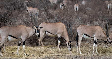 a group of Gemsbok