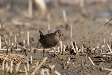 Spotted Crake - Porzana porzana - at the wetland, Marche, Italy