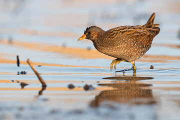 Spotted Crake - Porzana porzana - at the wetland, Marche, Italy