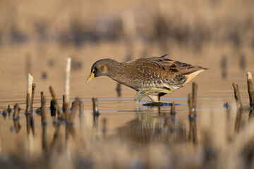 Spotted Crake - Porzana porzana - at the wetland, Marche, Italy