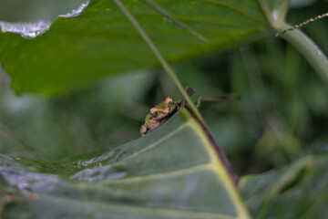 Sardinian frog on a leaf looking straight ahead