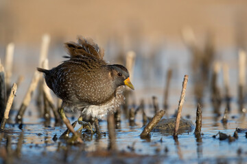 Spotted Crake - Porzana porzana - at the wetland, Marche, Italy