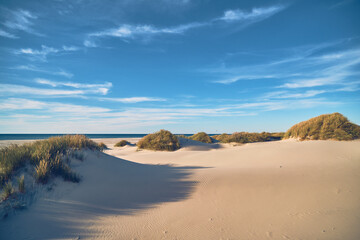 Sand and beach gras and dunes in northern Denmark. High quality photo