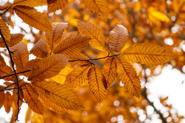 autumn leaves