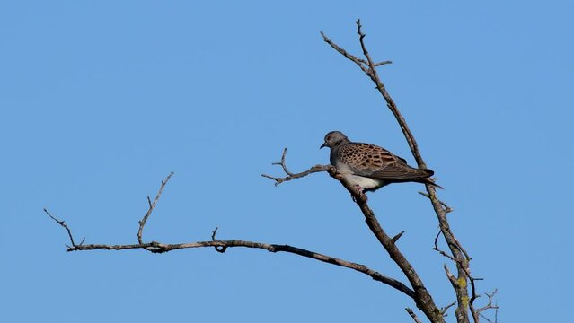 Alert european turtle dove, streptopelia turtur. Wild bird perched in treetops.