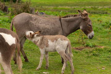 Obraz na płótnie Canvas Irish donkeys