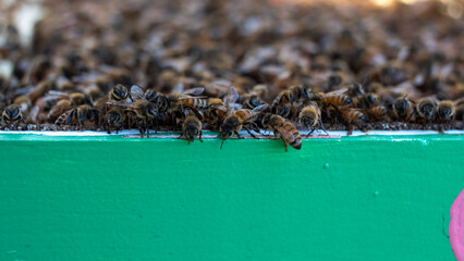 bees on the hive