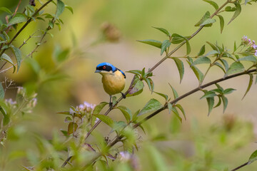 Pipraeidea Melanonota, Fawn Breasted Tanager, exotic tropical bird percged. Villa de Leyva, Colombia.